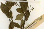 <strong>Violaceae - Rinorea - Rinorea kibbiensis Chipp</strong><br />© hnb