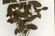 <strong>Myrtaceae - Eugenia - Eugenia coronata Schumach. & Thonn.</strong><br />© hnb