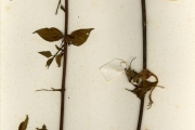 <strong>Apocynaceae - Strophanthus - Strophanthus preussii Engl. & Pax</strong><br />© hnb