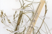 <strong>Poaceae - Eragrostis - Eragrostis tremula (Lam.) Hochst. ex Steud.</strong><br />© hnb
