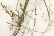 <strong>Poaceae - Eragrostis - Eragrostis tremula (Lam.) Hochst. ex Steud.</strong><br />© hnb