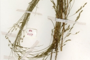 <strong>Poaceae - Eragrostis - Eragrostis tremula (Lam.) Hochst. ex Steud.</strong><br />© hnb