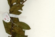 <strong>Moraceae - Ficus - Ficus capreifolia Delile</strong><br />© hnb