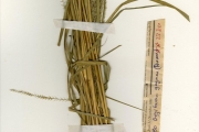 <strong>Poaceae - Chloris - Chloris robusta Stapf</strong><br />© hnb