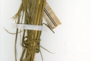 <strong>Poaceae - Chloris - Chloris robusta Stapf</strong><br />© hnb