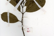 <strong>Rubiaceae - Morelia - Morelia senegalensis A.Rich. ex DC.</strong><br />© hnb