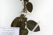 <strong>Menispermaceae - Triclisia - Triclisia subcordata Oliv.</strong><br />© hnb