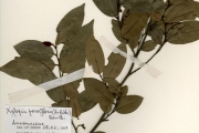 <strong>Annonaceae - Xylopia - Xylopia longipetala De Wild. & T.Durand</strong><br />© hnb