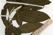 <strong>Rubiaceae - Pavetta - Pavetta corymbosa (DC.) F.M.Williams</strong><br />© hnb