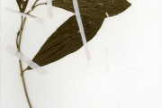 <strong>Rubiaceae - Pavetta - Pavetta corymbosa (DC.) F.M.Williams</strong><br />© hnb