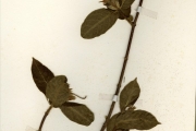 <strong>Apocynaceae - Strophanthus - Strophanthus hispidus DC.</strong><br />© hnb