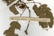 <strong>Leguminosae-Mimosoideae - Albizia - Albizia zygia (DC.) J.F.Macbr.</strong><br />© hnb