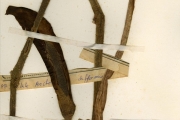 <strong>Araceae - Anchomanes - Anchomanes difformis (Blume) Engl.</strong><br />© hnb