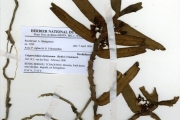 <strong>Orchidaceae - Calyptrochilum - Calyptrochilum christyanum (Rchb.f.) Summerh.</strong><br />© hnb