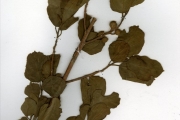 <strong>Moraceae - Ficus - Ficus exasperata Vahl</strong><br />© hnb