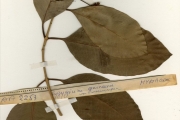 <strong>Myrtaceae - Syzygium - Syzygium guineense (Willd.) DC.</strong><br />© hnb