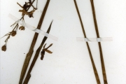 <strong>Orchidaceae - Eulophia - Eulophia cristata (Sw.) Steud.</strong><br />© hnb