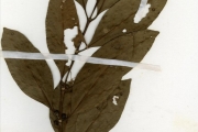 <strong>Rubiaceae - Tricalysia - Tricalysia okelensis Hiern var. okelensis</strong><br />© hnb