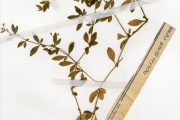 <strong>Molluginaceae - Glinus - Glinus oppositifolius (L.) Aug.DC.</strong><br />© hnb