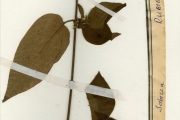 <strong>Rubiaceae - Sabicea - Sabicea brevipes Wernham</strong><br />© hnb