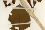 <strong>Rubiaceae - Psychotria - Psychotria vogeliana Benth.</strong><br />© hnb