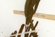 <strong>Leguminosae-Mimosoideae - Entada - Entada africana Guill. & Perr.</strong><br />© hnb