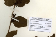 <strong>Loranthaceae - Phragmanthera - Phragmanthera capitata (Spreng.) Balle</strong><br />© hnb