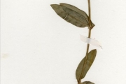<strong>Rubiaceae - Pentodon - Pentodon pentandrus (Schumach. & Thonn.) Vatke</strong><br />© hnb