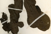 <strong>Leguminosae-Caesalpinioideae - Senna - Senna alata (L.) Roxb.</strong><br />© hnb