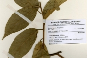 <strong>Moraceae - Ficus - Ficus dicranostyla Mildbr.</strong><br />© hnb