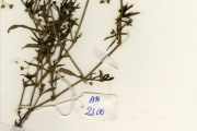 <strong>Rubiaceae - Oldenlandia - Oldenlandia corymbosa L.</strong><br />© hnb