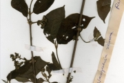 <strong>Rubiaceae - Vangueriella - Vangueriella nigerica (Robyns) Verdc.</strong><br />© hnb