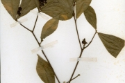 <strong>Violaceae - Rinorea - Rinorea yaundensis Engl.</strong><br />© hnb