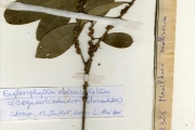 <strong>Sapotaceae - Bequaertiodendron - Bequaertiodendron oblanceatum (S.Moore) Heine & J.H.Hemsl.</strong><br />© hnb