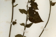 <strong>Malvaceae - Hibiscus - Hibiscus owariensis P.Beauv.</strong><br />© hnb