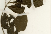 <strong>Rubiaceae - Pavetta - Pavetta corymbosa (DC.) F.M.Williams</strong><br />© hnb