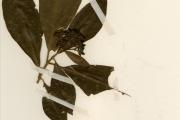 <strong>Rubiaceae - Pavetta - Pavetta corymbosa (DC.) F.M.Williams</strong><br />© hnb