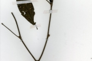 <strong>Rubiaceae - Rothmannia - Rothmannia urcelliformis (Hiern) Bullock ex Robyns</strong><br />© hnb