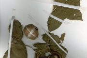 <strong>Lecythidaceae - Napoleonaea - Napoleonaea vogelii Hook. & Planch.</strong><br />© hnb