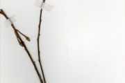 <strong>Sapotaceae - Mimusops - Mimusops kummel Bruce ex A.DC.</strong><br />© hnb