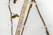 <strong>Orchidaceae - Eulophia - Eulophia cristata (Sw.) Steud.</strong><br />© hnb