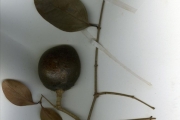 <strong>Loganiaceae - Strychnos - Strychnos nigritana Baker</strong><br />© hnb