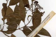 <strong>Myrtaceae - Syzygium - Syzygium guineense (Willd.) DC. var. guineense</strong><br />© hnb