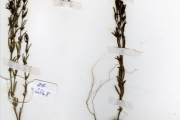 <strong>Rubiaceae - Thecorchus - Thecorchus wauensis (Hiern) Bremek.</strong><br />© hnb