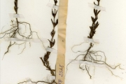 <strong>Rubiaceae - Thecorchus - Thecorchus wauensis (Hiern) Bremek.</strong><br />© hnb
