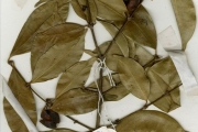 <strong>Loganiaceae - Strychnos - Strychnos floribunda Gilg</strong><br />© hnb