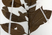 <strong>Rubiaceae - Psychotria - Psychotria vogeliana Benth.</strong><br />© hnb
