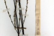<strong>Acanthaceae - Dischoryste - Dischoryste perrottetii</strong><br />© hnb