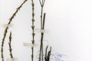 <strong>Acanthaceae - Dischoryste - Dischoryste perrottetii</strong><br />© hnb