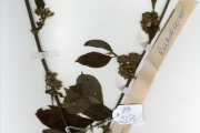 <strong>Rubiaceae - Vangueriella - Vangueriella nigerica (Robyns) Verdc.</strong><br />© hnb